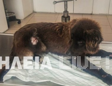 Ηλεία: Νέο κρούσμα κακοποίησης σκύλου στο δήμο Ανδραβίδας - Κυλλήνης